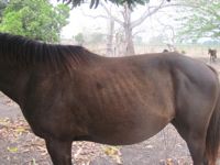 equine back problems: unhealthy spine