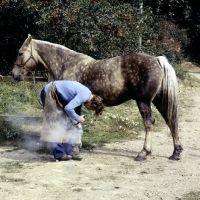 horse shoeing
