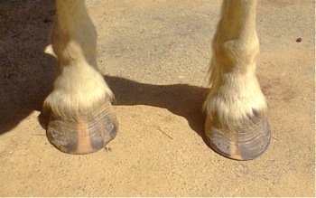 first natural hoof trim after shoes removed