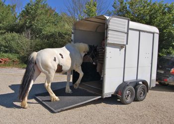 loading a horse