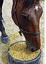 unhealthy grain diet for horses
