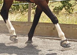 riding with hoof boots for barefoot protection