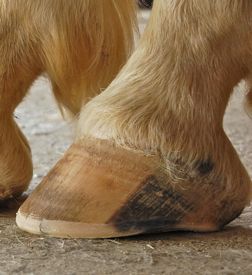 A healthy barefoot hoof, with natural trim