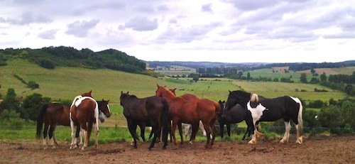 happy herd well provided-for