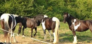 herd behavior and horse relationships