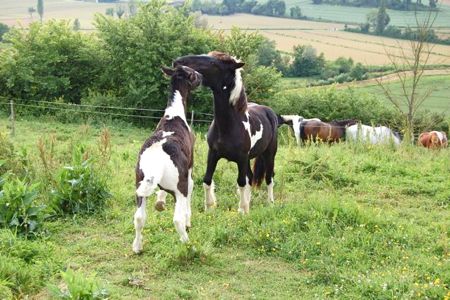 herd behavior: youngsters playing