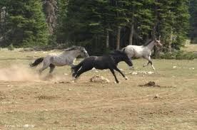 herd dynamics colts chasing