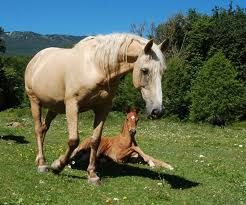 herd dynamics mare and foal