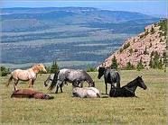 herd dynamics resting