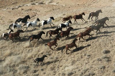 herd dynamics galloping