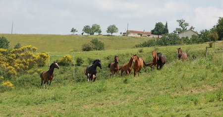 our horse herd