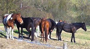horses relaxing in the herd environment