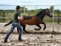 holistic horse keeping: training 