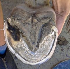 Healing A Hoof Abscess The Holistic Way