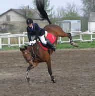 equine back problems: bucking