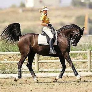 horse conformation: bad riding