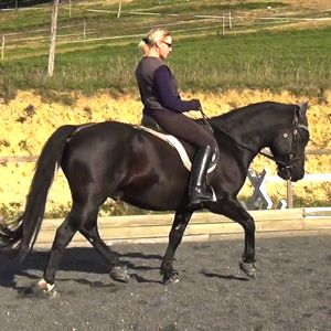 horse conformation: good riding