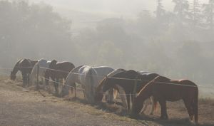 the herd at feedtime