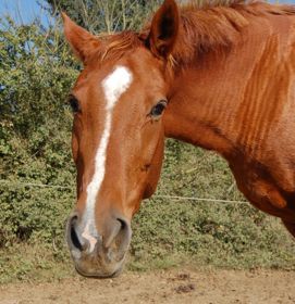 horse personality in the herd: lower ranks