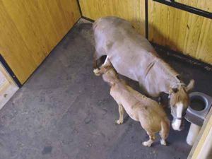 horse rubber mats mare and foal