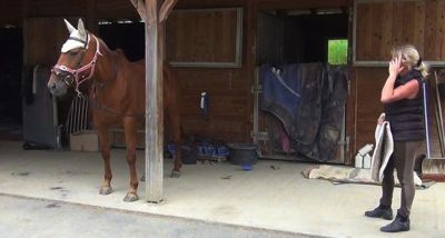 Healing horse trauma step 3