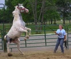 horse trauma: dangerous behavior