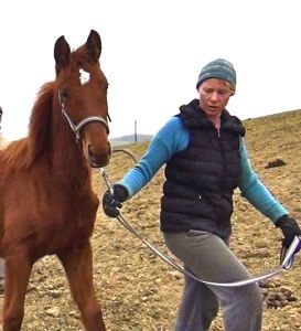 how to bridle a horse: building trust from the start