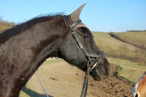 how to bridle a horse: difficult cases