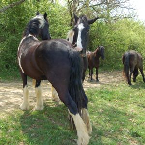 how to bridle a horse: grooming as a tool for relaxation