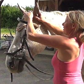 how to bridle a horse: step 6