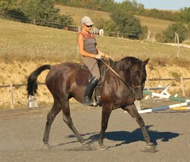 horse stories kafa