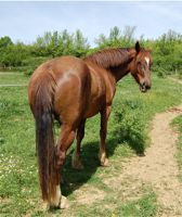 horse in good health