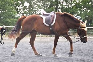 preparation of young horse on the lunge