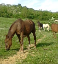 happy horse in herd environment