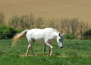 Aggressive horse back with the herd 