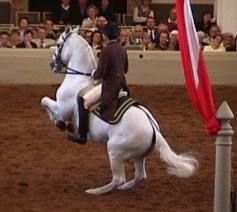 spanish riding school lipizzaner