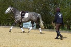 lunging a horse with no contact in the lunge line