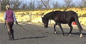 lunging a horse well