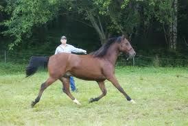 lunging a horse with an aggressive whip causes rushing