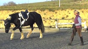 Lunging a young horse in preparation for first ridden work