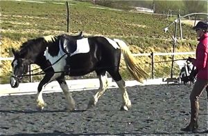 correct use of loose sidereins when lunging a young horse