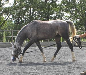 lunging a young horse with the correct bend and longitudinal stretch