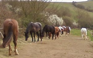 main horse herd