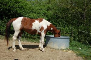 horse drinking