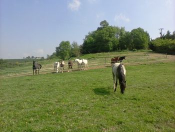 herd looking at new horse