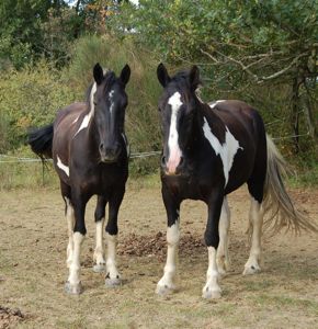 Aggressive horse companions