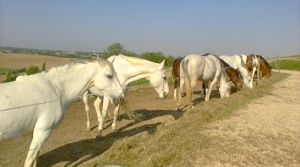 Aggressive horse starts to accept other horses