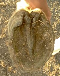 shoe-damaged hoof with contracted heels