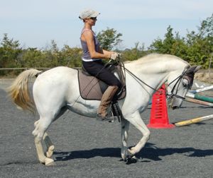 re-training an aggressive horse