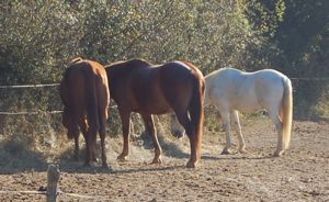 aggressive horse makes new friends